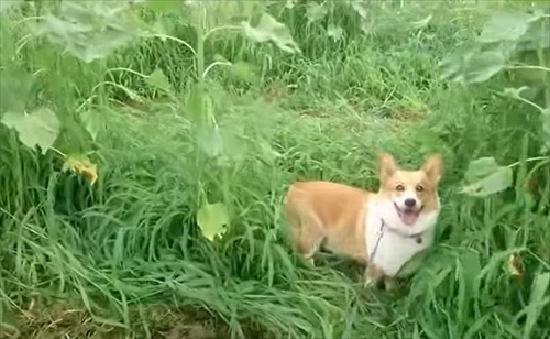 初めてのコーギー