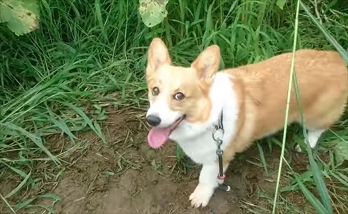 初めてのコーギー