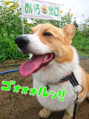 初めてのコーギー