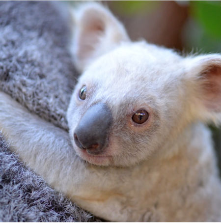 オーストラリアではじめての白いコアラが誕生