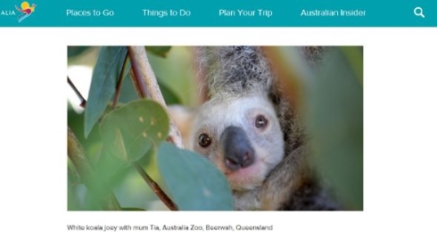 オーストラリアではじめての白いコアラが誕生