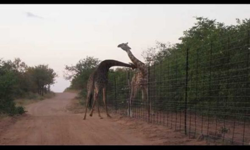 キリン ケンカ バトル 首