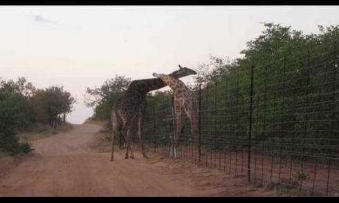 キリン ケンカ バトル 首