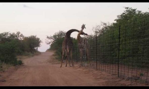 キリン ケンカ バトル 首