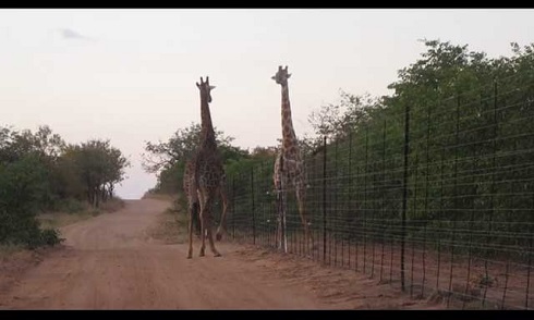 キリン ケンカ バトル 首