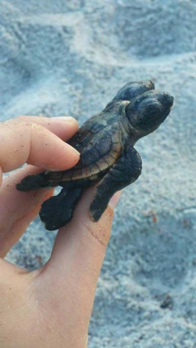 カメ 双頭 赤ちゃん