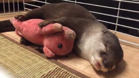 カワウソ ぬいぐるみ 寝顔