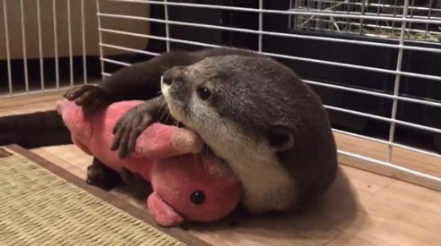 カワウソ ぬいぐるみ 寝顔