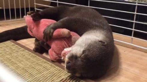 カワウソ ぬいぐるみ 寝顔