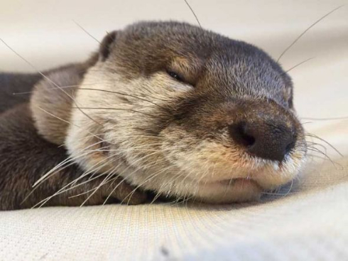 カワウソ ぬいぐるみ 寝顔