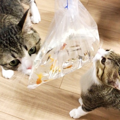 猫のすずめちゃん