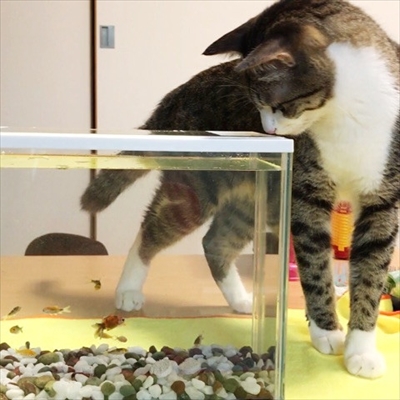 猫のすずめちゃん