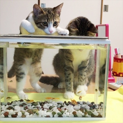 猫のすずめちゃん