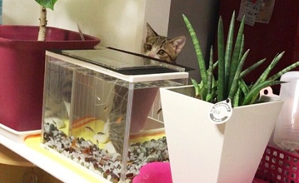 猫のすずめちゃん