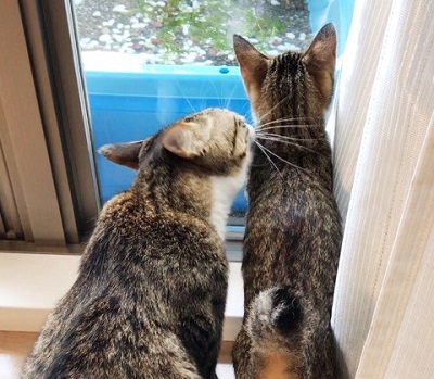 猫のすずめちゃん