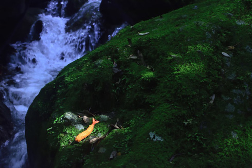 大自然でエビフライ写真