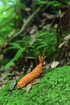 大自然でエビフライ写真