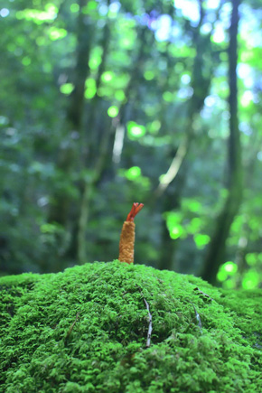 大自然でエビフライ写真
