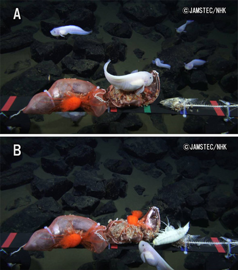 マリアナ海溝水深8178メートルで魚類を撮影。世界最深映像記録を更新