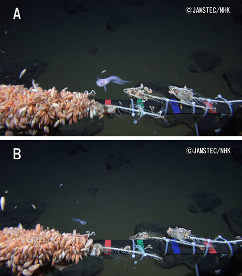 マリアナ海溝水深8178メートルで魚類を撮影。世界最深映像記録を更新