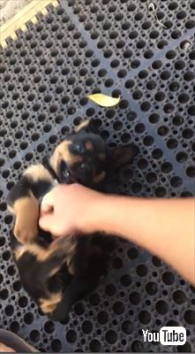 犬 寝る