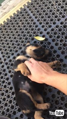 犬 寝る