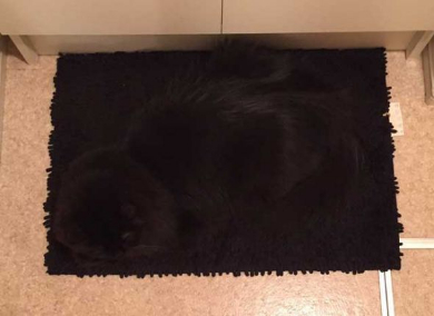 黒猫 擬態 マット