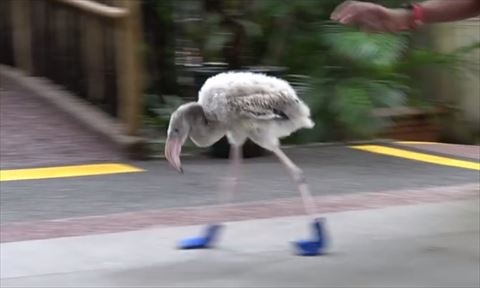 フラミンゴ