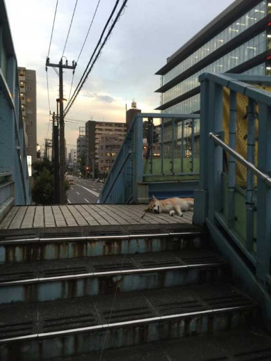 柴犬 優 帰りたくない 歩道橋