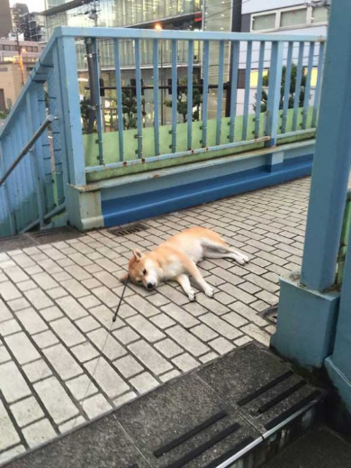柴犬 優 帰りたくない 歩道橋