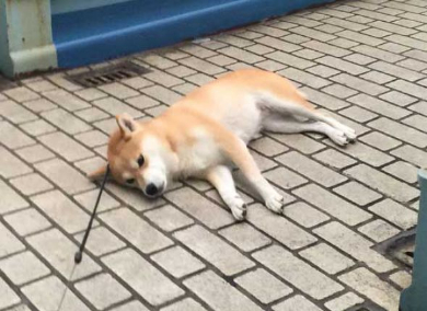 柴犬 優 帰りたくない 歩道橋