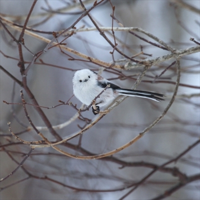 シマエナガさんの12カ月