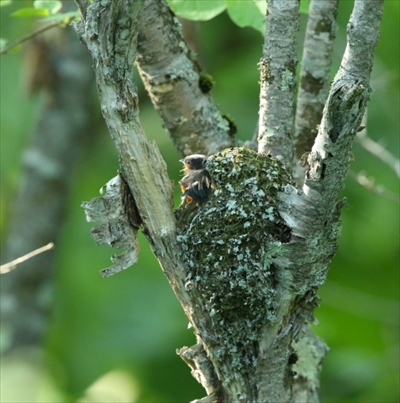 シマエナガさんの12カ月