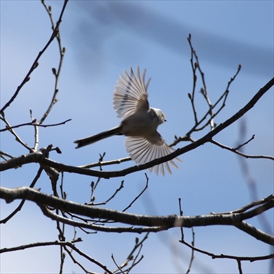 シマエナガさんの12カ月