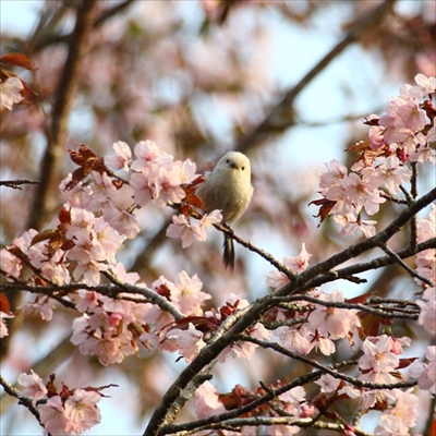 シマエナガさんの12カ月