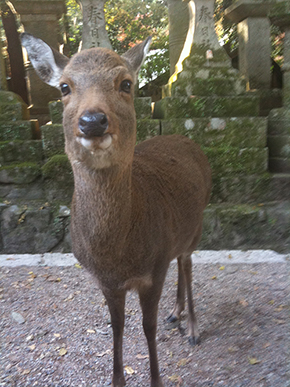 宮島 廿日市 鹿 鹿せんべい 奈良 広島 シカ