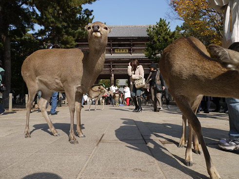 宮島 廿日市 鹿 鹿せんべい 奈良 広島 シカ
