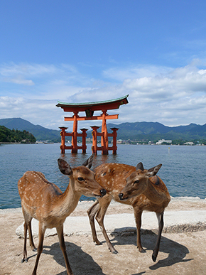 宮島 廿日市 鹿 鹿せんべい 奈良 広島 シカ