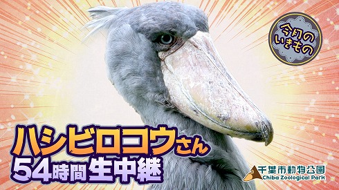 けものフレンズ