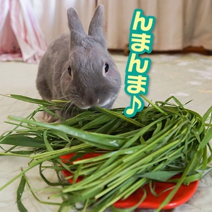 うさぎのふうた