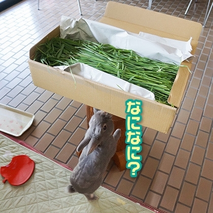 うさぎのふうた