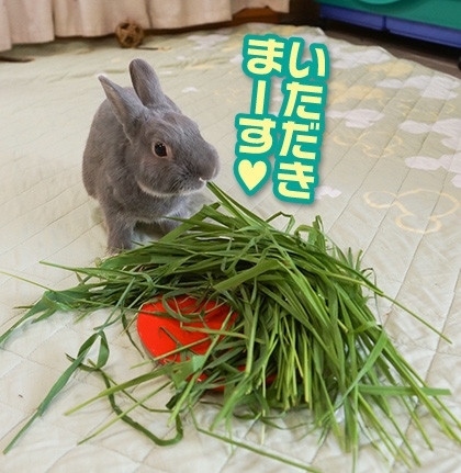 うさぎのふうた