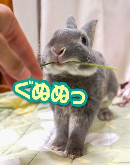うさぎのふうた