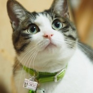 迷子札つき猫1