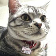 迷子札つき猫6