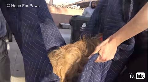 犬