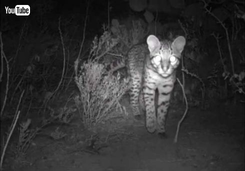 オセロット ネコ科 絶滅危惧種 カメラ