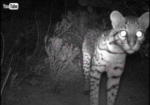 オセロット ネコ科 絶滅危惧種 カメラ