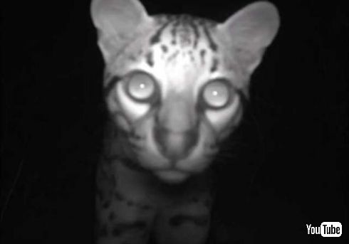 オセロット ネコ科 絶滅危惧種 カメラ