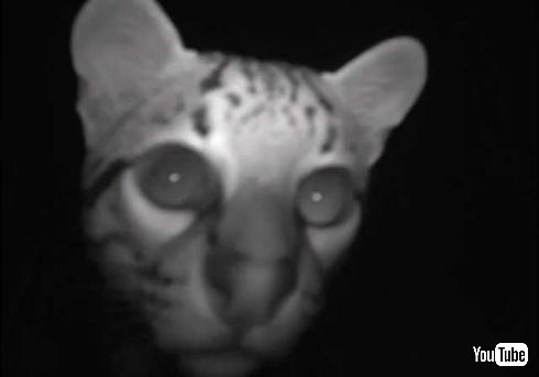 オセロット ネコ科 絶滅危惧種 カメラ